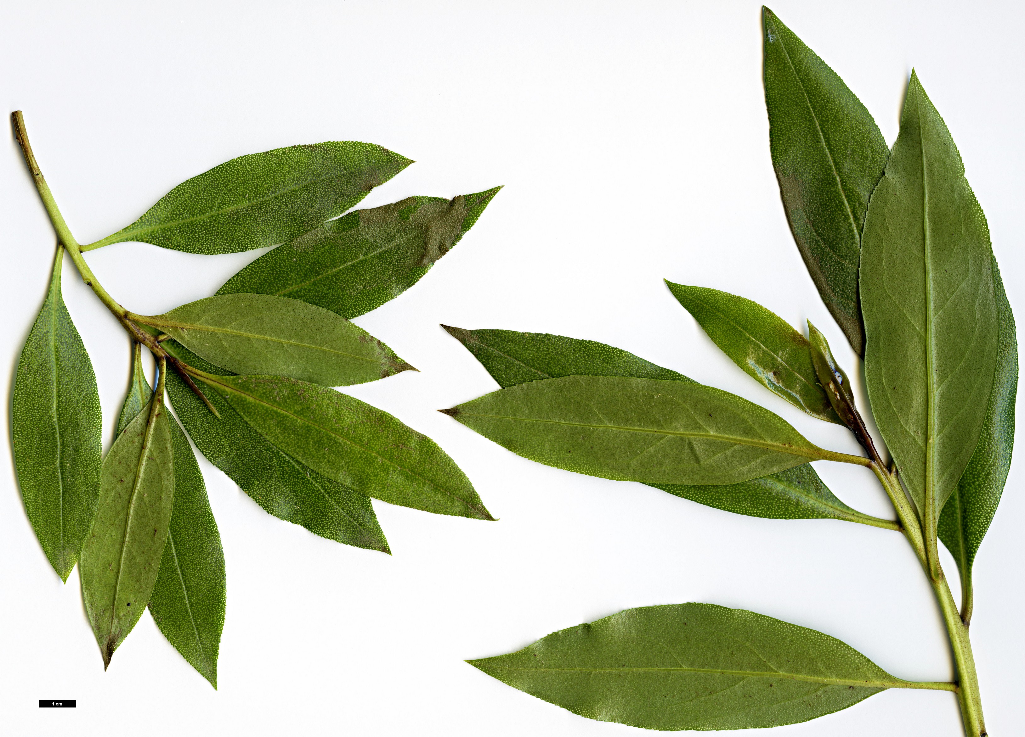 High resolution image: Family: Scrophulariaceae - Genus: Myoporum - Taxon: laetum